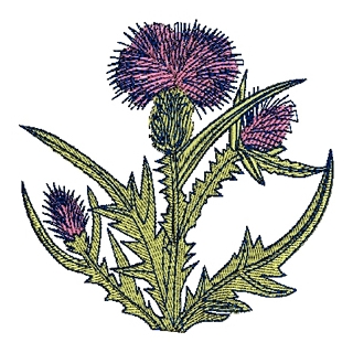 Thistle Embroidery Design